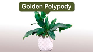 Golden Polypody [upl. by Yenal]