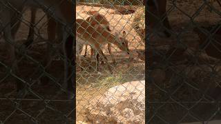 Kobus Leche Antelopes of Paphos Zoo Cyprus Island island 🦌🤎🏝️🇨🇾 [upl. by Aoniak]