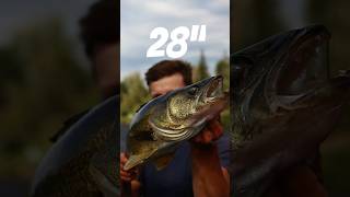 28quot Walleye walleye fishing river [upl. by Aylatan]