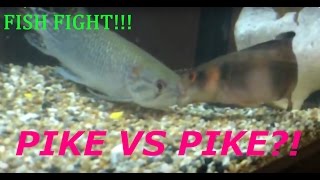 AFRICAN PIKE VS PIKE CICHLID FISH FIGHT FISH ATTACK [upl. by Arte]