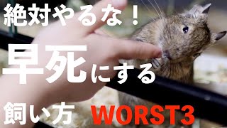 【知って欲しい】デグーdeguが早死にする飼い方ワースト3 [upl. by Nahtnoj518]