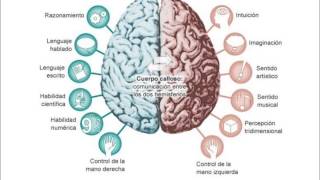 Neuroanatomía y fisiología de la corteza cerebral [upl. by Ekusuy678]