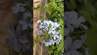 Plumbago auriculata [upl. by Jolda]