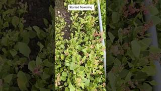 How to collect ChukkakuraKhatta Palak seeds Saving Indian Sorrel seedsshorts [upl. by Helmut]