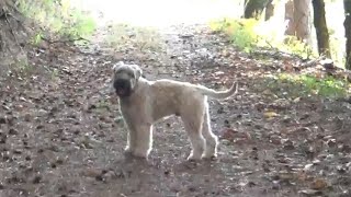 Wheaten Terrier Pup  Pathfinder [upl. by Arytahs]