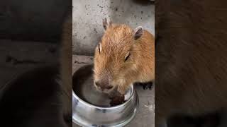 😋🥺😍 capybara animalphotos capybaralove animals cute [upl. by Laehcim]