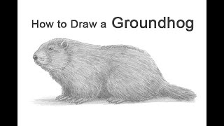 How to Draw a Groundhog Woodchuck [upl. by Koetke]