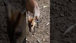 The Enigmatic IndianChevrotain [upl. by Bose449]