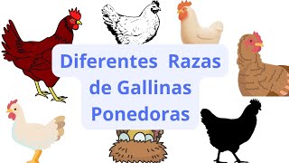 Diferentes Razas de Gallinas Ponedoras 🐓🐔🐣🐤🐥 gallinasponedoras shortvideo shorts eggs farm [upl. by Siobhan]