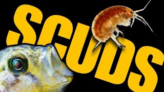 SCUDS Everything You Need to Know How to Culture amp Harvest Live Gammarus for Your Aquarium Fish [upl. by Lenka]