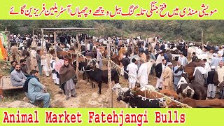 Fatehjangi Talagang Bulls dongi mandi kotli mirpur Punjab domail mandi bulls Australian friesian cow [upl. by Davie]