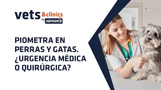 12ES Piometra en perras y gatas ¿Urgencia médica o quirúrgica Dr Fernando Mir [upl. by Nazay327]