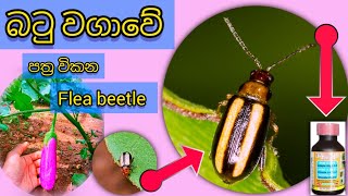 බටු වගාවේ flea beetle පාළනය chemical insecticide insect farming episode3 [upl. by Gabel]