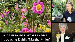 3 Year Dahlia Breeding Journey🌸 Rooted dahlia cuttings of ‘Northlawn Saving Grace’ amp ‘Martha Miller’ [upl. by Lenci]