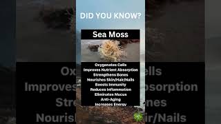 Health Benefits of Sea Moss [upl. by Rehttam282]