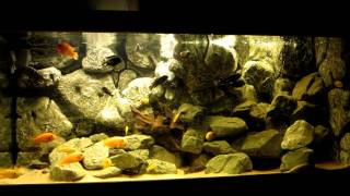 Malawi mbuna tank update [upl. by Ylicec]