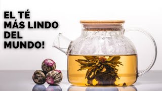 Cómo preparar flower tea y otros tés comprimidos how to brew blooming teas [upl. by Atenahs353]