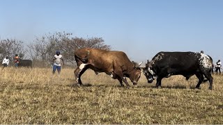 3 in one Shingishane vs Skweletu50 kg no ngqongoshe 🥰✅☄️ [upl. by Hallimaj]