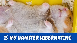 How Do I Know If My Hamster Is Hibernating [upl. by Wenger]