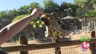 Heres how you can feed amp wake up next to giraffes at the San Antonio Zoo [upl. by Lesli]