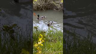 Mallard Ducks are so Beautiful birdwatching nature mallard ducks wildlife birds birdslover [upl. by Neb978]