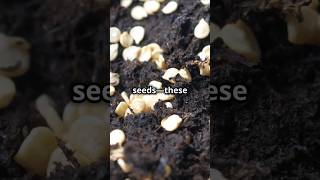 Erodium seed selfdrilling seed🌾 education facts entertainment shorts [upl. by Bohaty880]