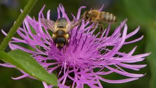 Patchwork LeafCutter Bee on Knapweed [upl. by Ahgem]