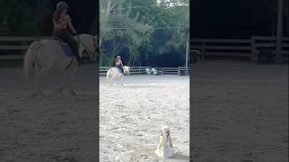 This is welly horse song edit fun dressagetraining beginner horseriding fypシ゚viral lesson [upl. by Oicnerual4]