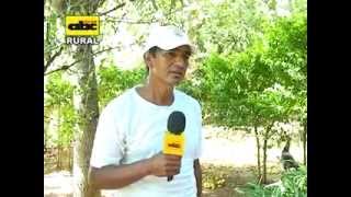 Cultivo de marula En este video el Dr P M Gibert presenta [upl. by Natam]