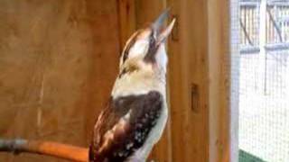 Laughing Kookaburra [upl. by Tully]