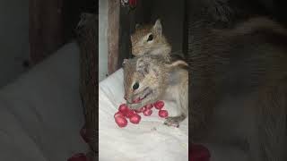 Anil kutty velila poiduchi😔💔  Miss you aniley🥺 anil squirrel peace pets funny love trending [upl. by Ariayek]