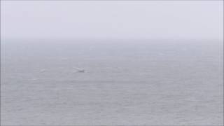 Humpback Whale Slapton Sands Devon Dave Foot [upl. by Nehgam]