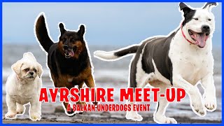 Rescue Dogs Ayrshire Meet [upl. by Cammi]