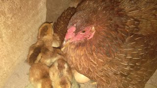 Wow my third hen hatch more chiks  kbs life tv [upl. by Blaise]