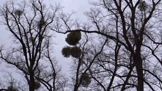 Amazing giant balls of mistletoe on beech trees at Burghley House Stamford Lincolnshire England UK [upl. by Hailey]