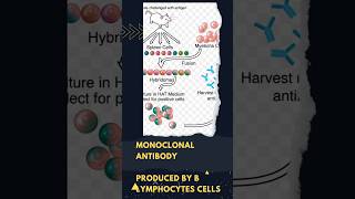 Monoclonal antibody  Hybridoma technology [upl. by Lawrence]