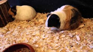 Meerschweinchen Baby Update  Kaninchen  Die Meeries [upl. by Nesyaj978]