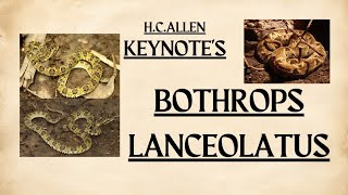 BOTHROPS LANCEOLATUSHomeopathicMateriaMedicaByKEYNOTESBHMS bhms vlog homeopathyeducationvlog [upl. by Purse]