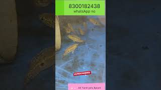 Red jwell fish available for sale AS Tamil pets and plants Tamil jwellfish [upl. by Stelmach881]