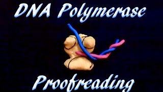 DNA polymerase proofreading [upl. by Rhee]