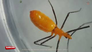 Exploring The Milkweed Assassin Bug under a Microscope [upl. by Henleigh]