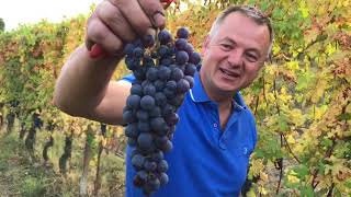 Harvesting Ciabot Bertons Roggieri in Barolo [upl. by Aires951]