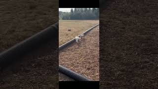 Tiny Dog MeetUp Stacy Sniffs and Kicks Dirt at Turkey Brook Park [upl. by Bailie121]