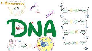 DNA 🧬 Structure amp Function  Nucleosides amp Nucleotides  Biochemistry amp Biology Series [upl. by Ezeerb]