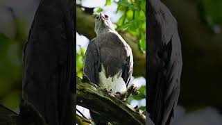 Greyheaded Fish Eagle raptors eagles birds [upl. by Chauncey623]