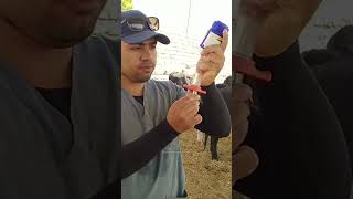 गाय को इंजेक्शन कैसे लगाते है  injecting Cow With a Gun shorts [upl. by Sorac]