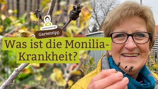 Was ist die MoniliaKrankheit und woran erkennt man sie Sofortmaßnahmen bei Monilia an Obstbäumen [upl. by Mighell]