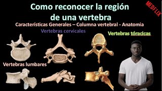 🦴 Como reconocer la región de una vértebra  Columna Vertebral  Anatomía [upl. by Pressey]