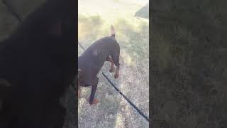 Phx Kruger Dogs video of the day phxkrugerdogs doberman chipoo dogvideo [upl. by Lezah]