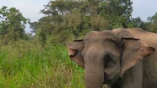 wasgamuwa national park today safari elephant 🐘🐘 atek [upl. by Balfour]